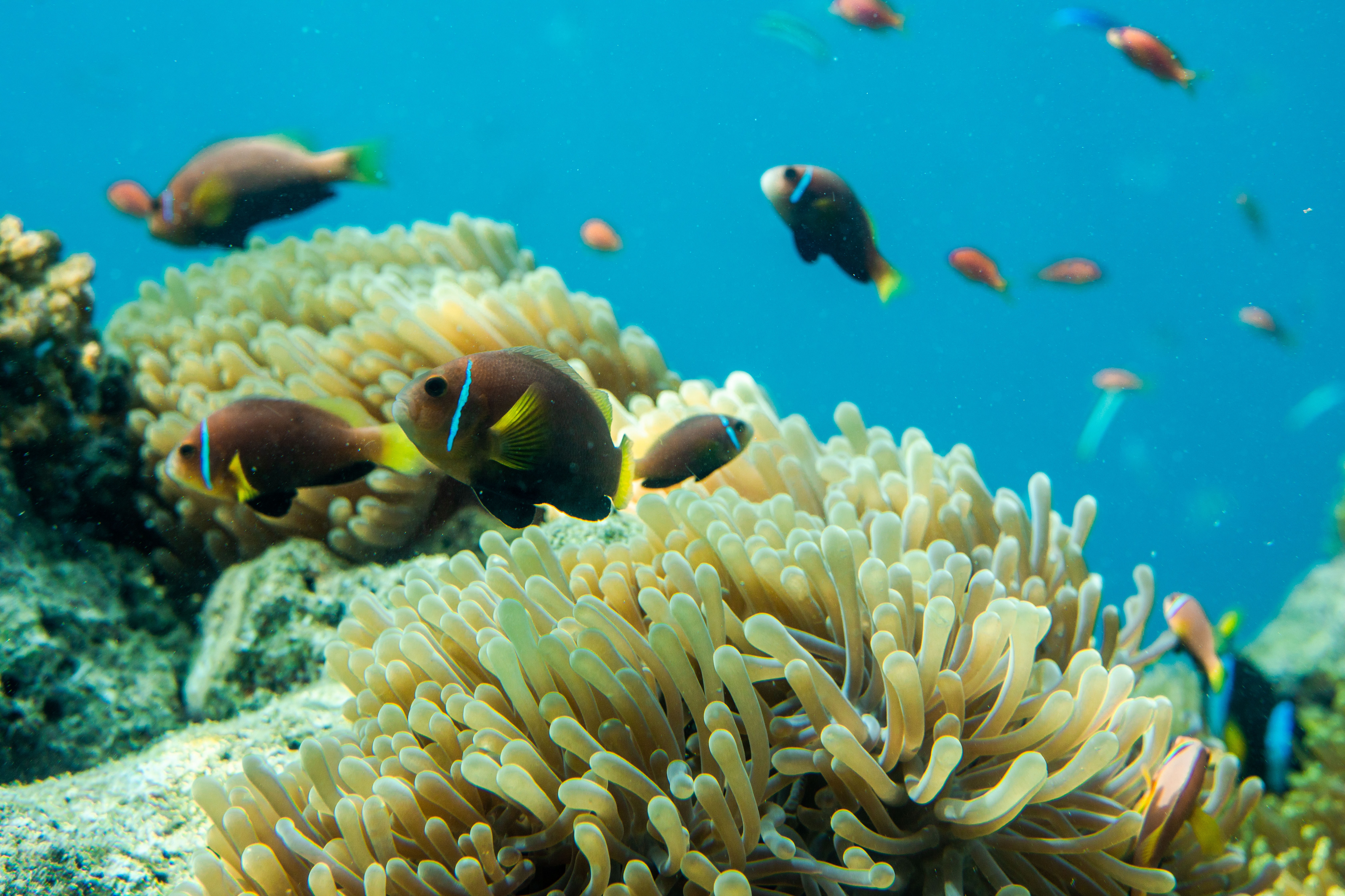Réserve d'Ozen Bolifushi