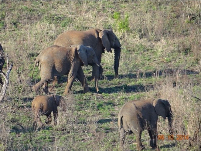 Safaris virtuels d'éléphants – Tim Brown Tours