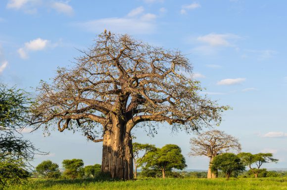 Les baobabs font partie des installations du parc Tarangire