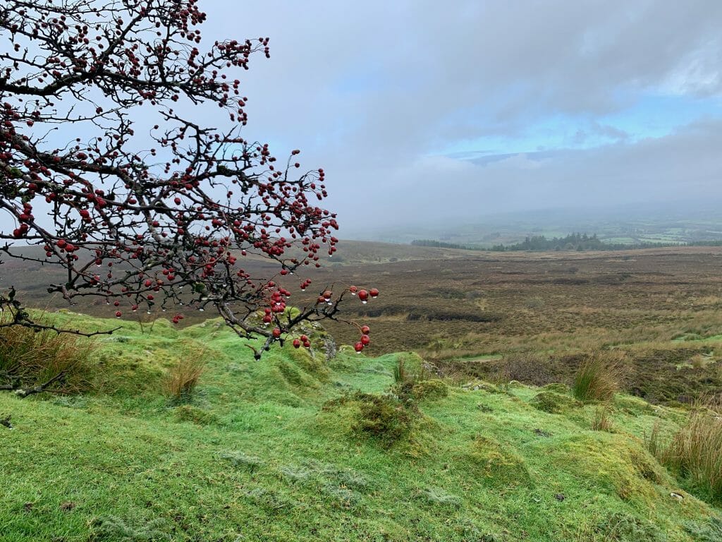 Image de paysage avec des herbes vertes et une branche sans feuilles avec des fruits rouges au premier plan - campagne de Sligo