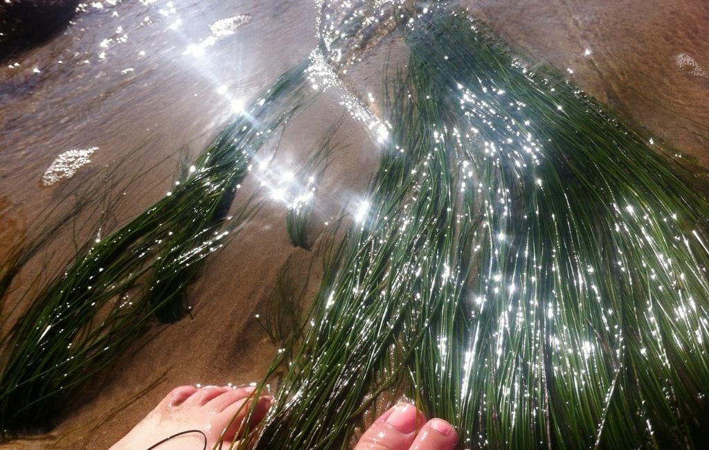 Les pieds dans l’eau avec des fils verts d’algues