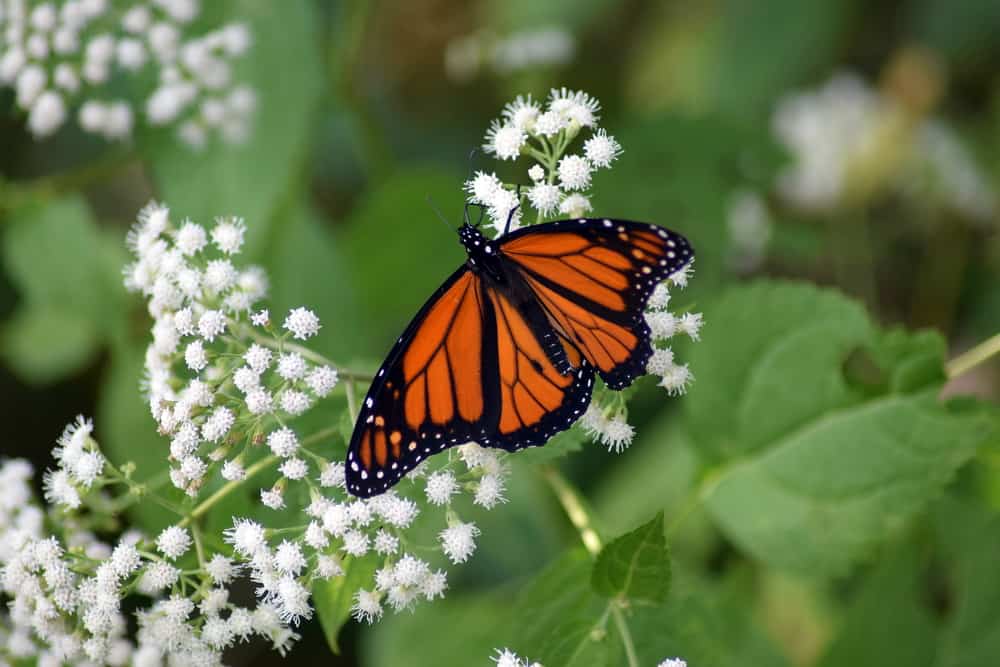papillon monarque