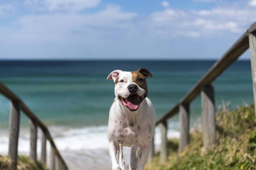 Les meilleures destinations pour voyager avec votre chien en Australie
