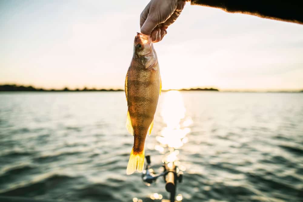pêche au bar