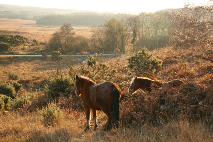 vacances à cheval