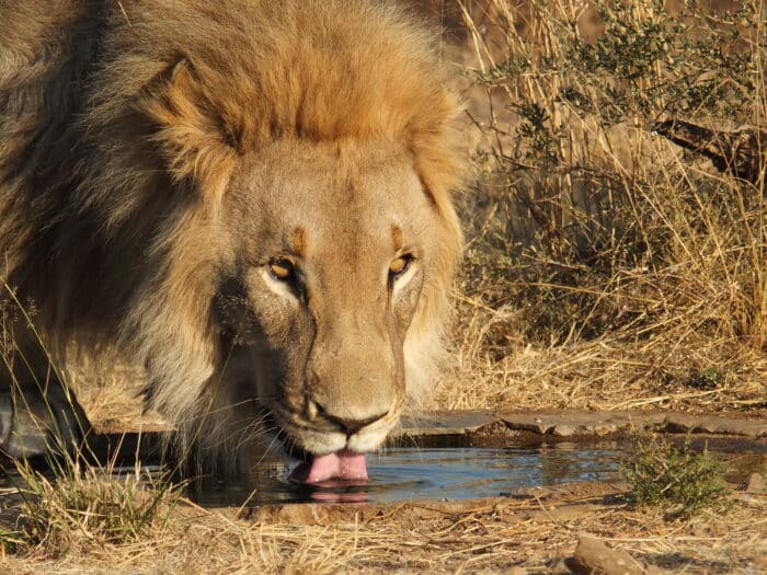 Les meilleures caméras Web sauvages africaines | Afrique de la faune vivante