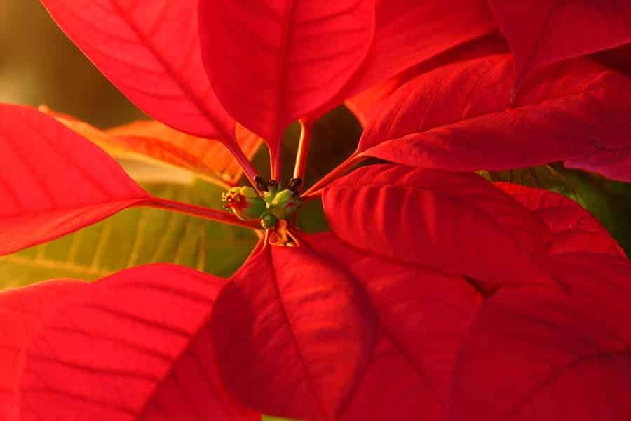 Festivités de décembre célébrant Noël au Mexique
