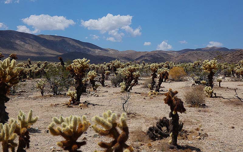 Le guide définitif du parc national de Joshua Tree en Californie