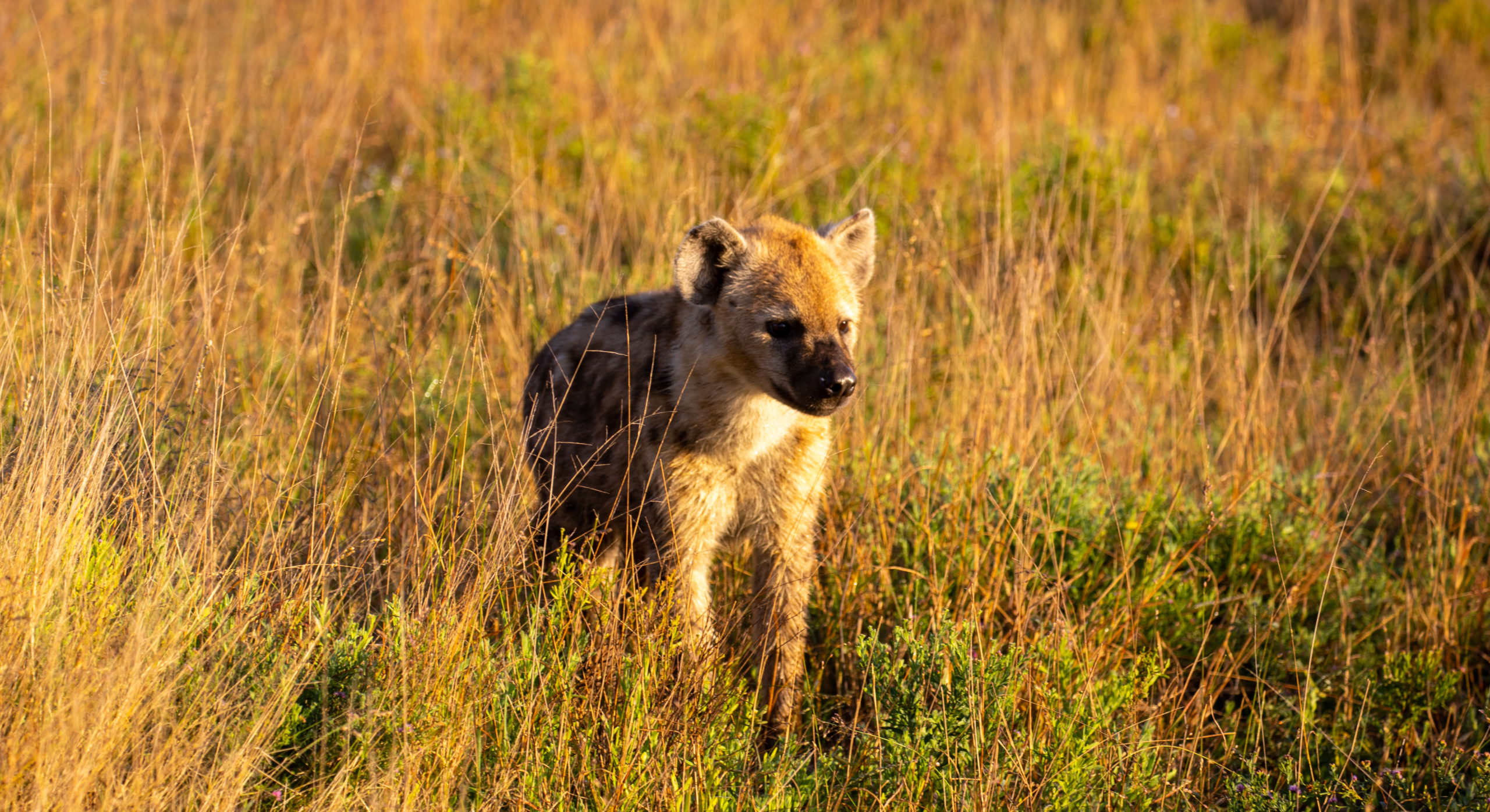 Silvan-Hyena-in-Evening-Rht-June22-Brad-Mitchell-1-Scaled.jpg