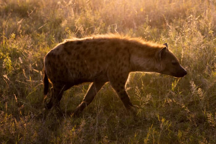 Hyène tachetée: Équipe de nettoyage de la nature: Silvan Safari