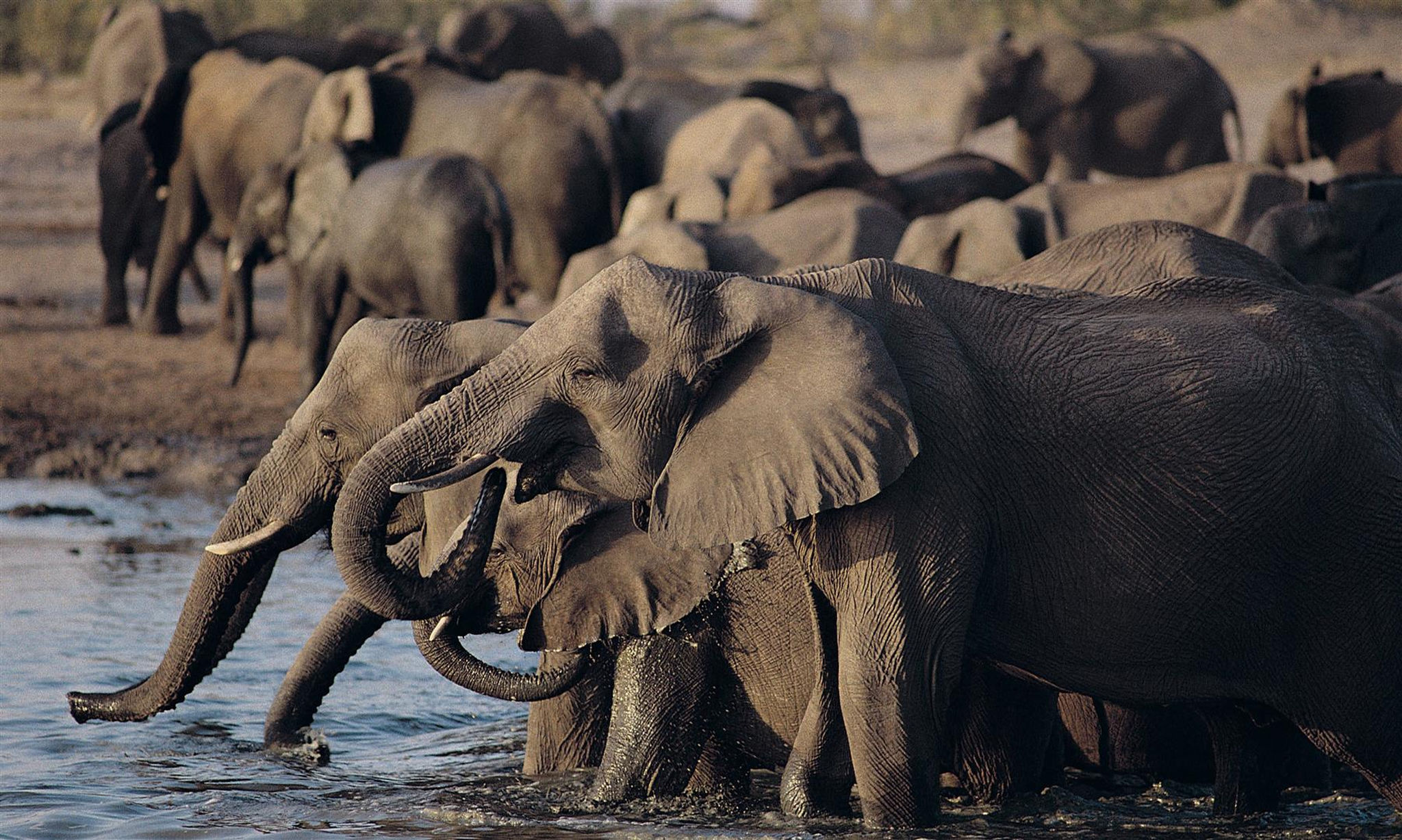 Hwange Elephant Herd Eau potable 