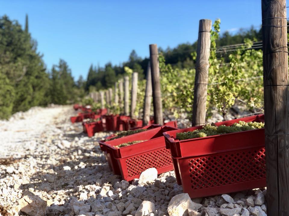 Cette image montre un vignoble avec des paniers rouges pleins de raisins reposant au soleil.