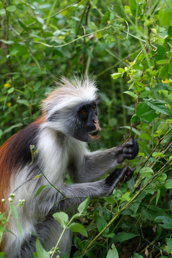 Les meilleures choses à faire à Zanzíbar
