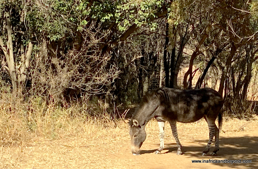 Route de randonnée Hennops