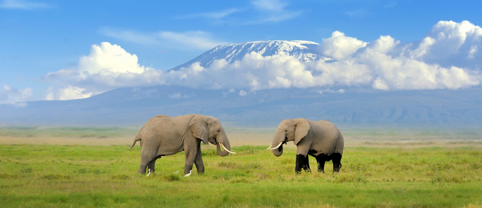 Éléphant de Kilimandjaro en Tanzanie