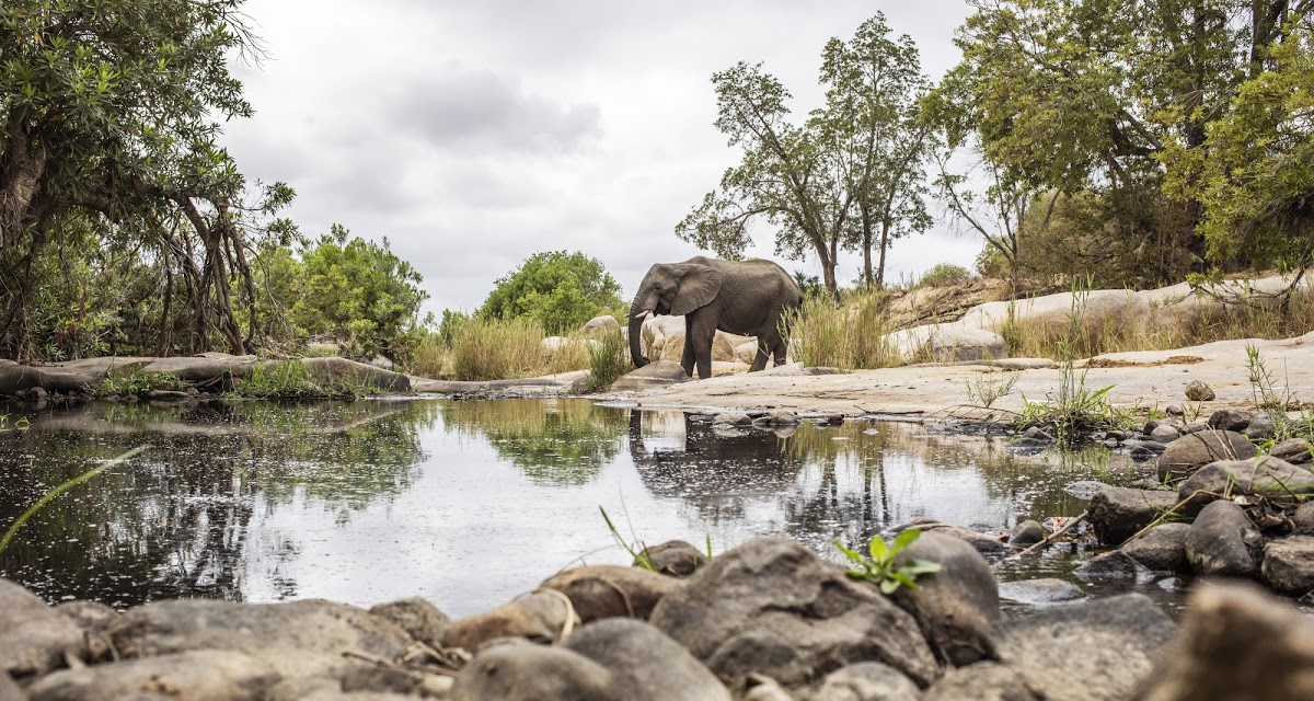 Réflexion des éléphants de Kruger Éléphants du parc national de Kruger