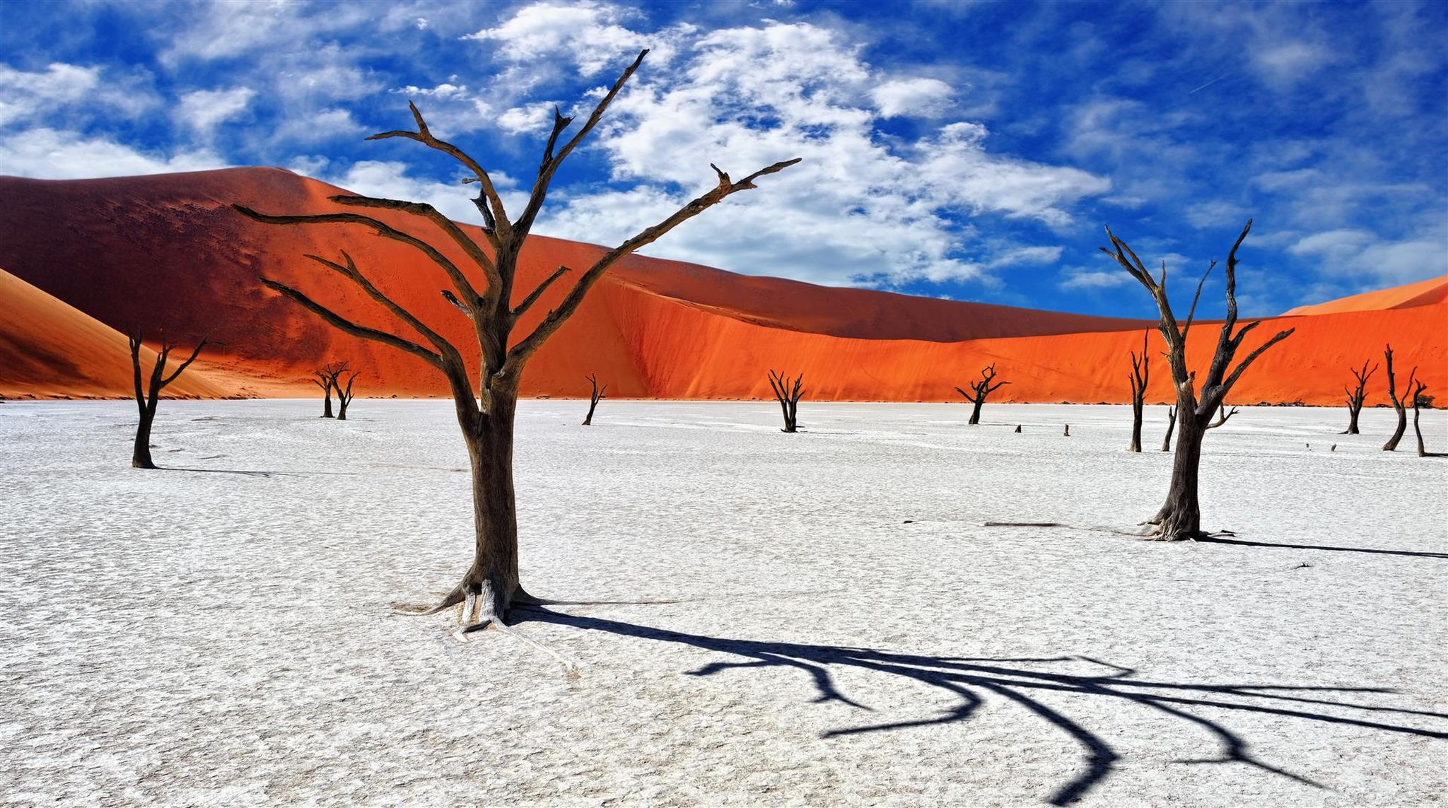 Dead-Camerlthorn-Ties -red-Dunes-Sossusvlei-namibia Camerthor mort dans le Salinas de Sossusvlei