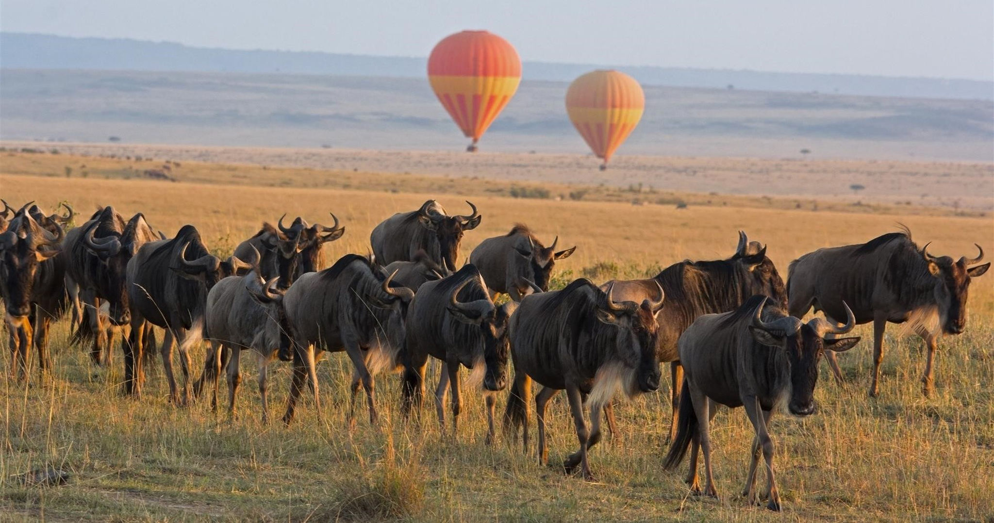 2-Globo-Safari-Wildebeest-Maasai-Mara-Kenia.jpg Aerostatic Globe Walk dans le parc national de Masai Mara