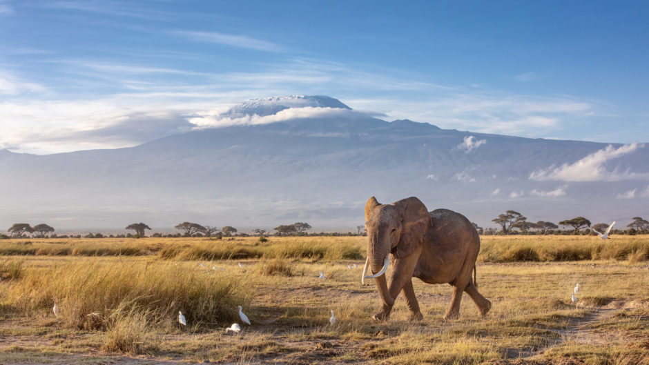 Le parc national des éléphants africains à la fois Eli avec le mont Kilimandjaro à l'arrière-plan - Adobestock_25131330 Éléphant africain marchant dans l'ombre du mont Kilimandjaro dans les deux parc national ELII
