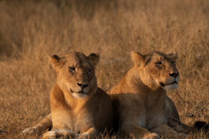 Visualisation des jeux de Silvan en janvier: Blog de Silvan Safari