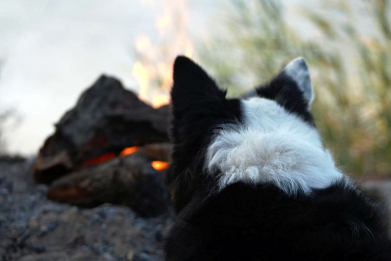 Camp de chiens réaction