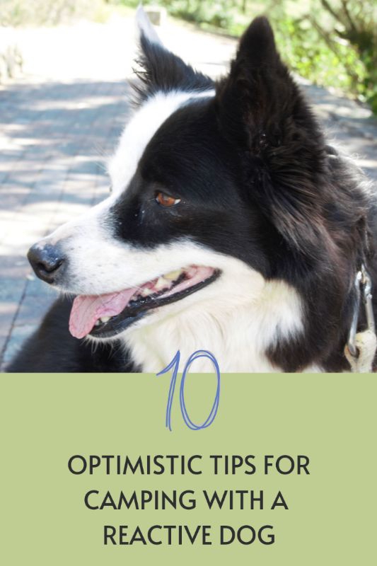 Camp avec des chiens réactifs
