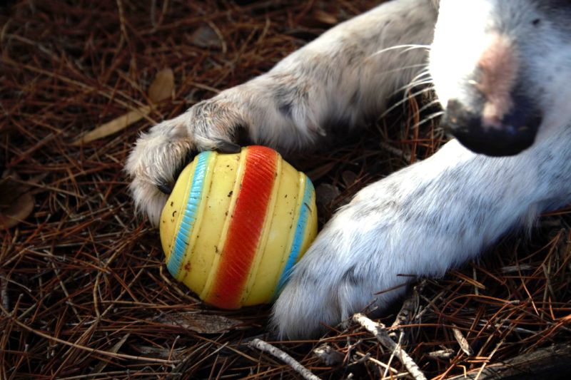 Camping avec des chiens de réaction