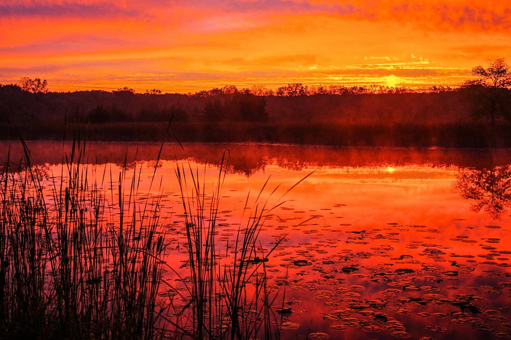 Réserve forestière d'un demi-jour