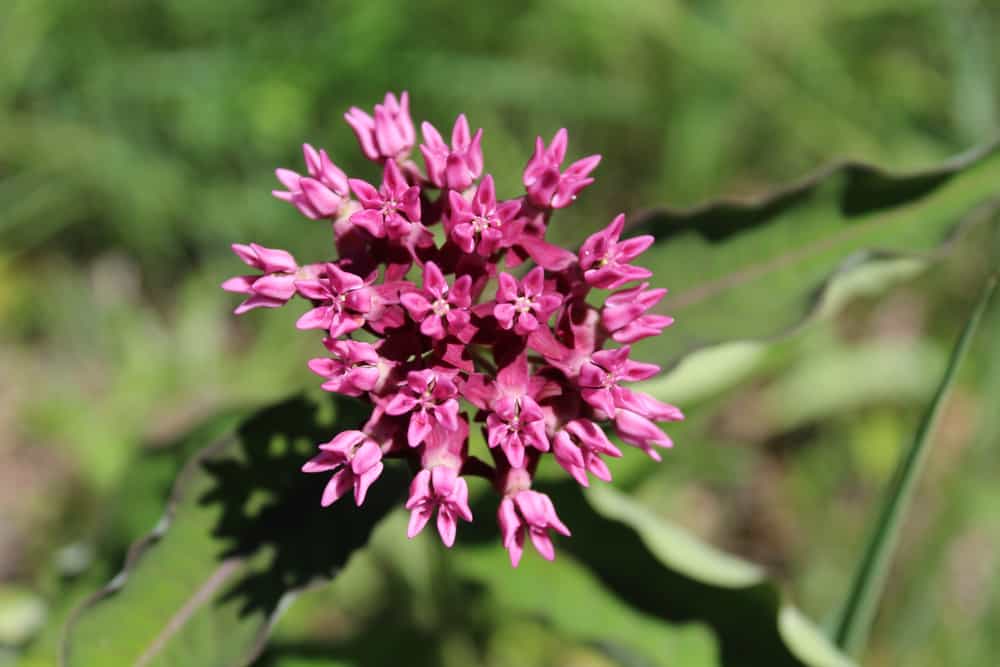 Réserve forestière de la vieille école