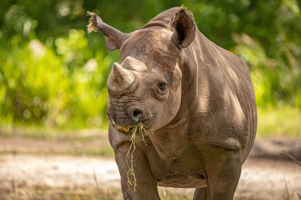 Rhinocéros