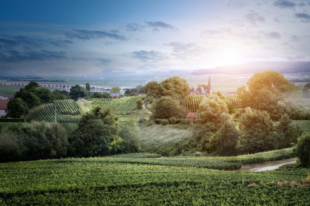 Paysage des vignobles, Montagne de Reims, France | Champagne authentique
