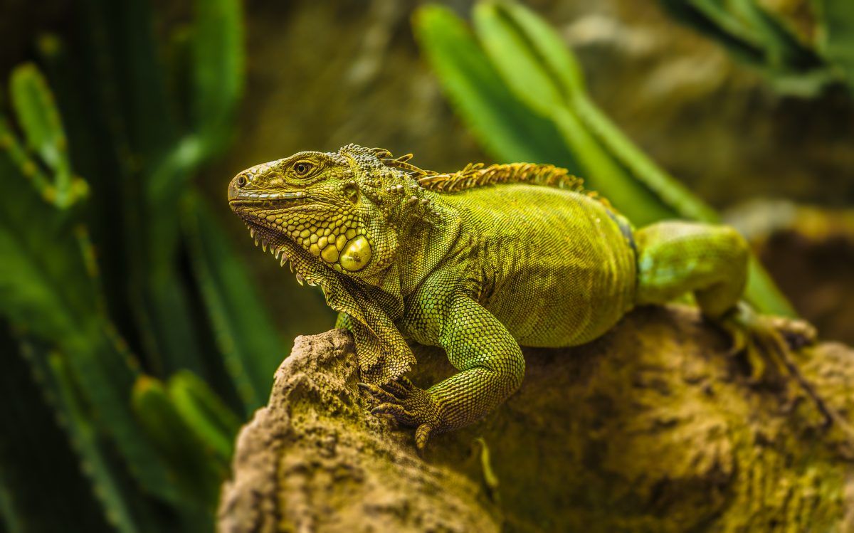 Prenez l'iguane. (Ou regrette le reste de votre vie).
