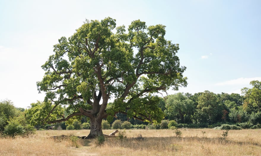 Chêne sur l'herbe