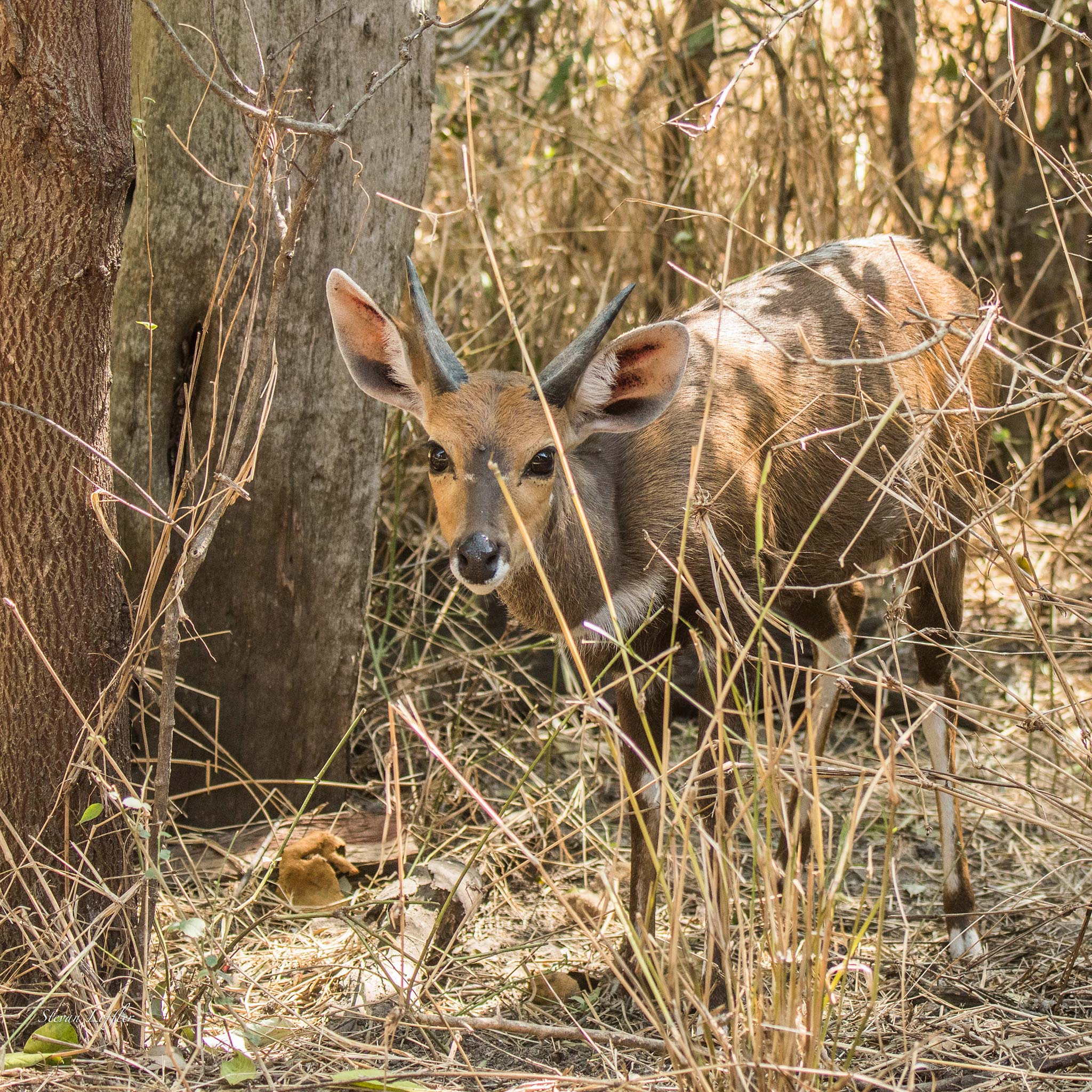 Bushbuck-en-Silvan-Safari-Por-Stevan-Loffler-01 Bushbuck-en-Silvan-Safari-Strevan-Loffler