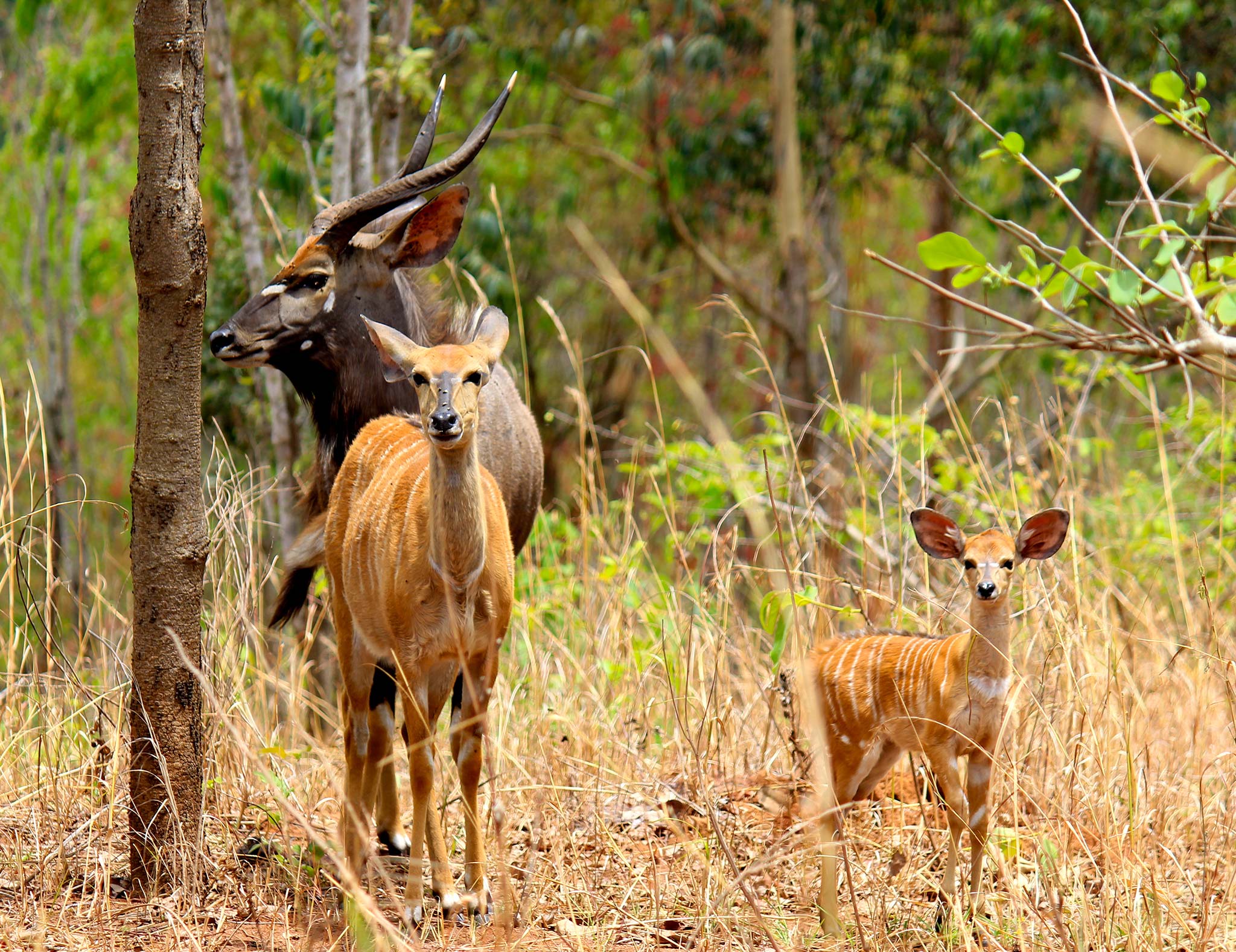 Nyala-Family-in-Silvan-Safari-01 Famille Nyala de Silvan - Stevan Loffler