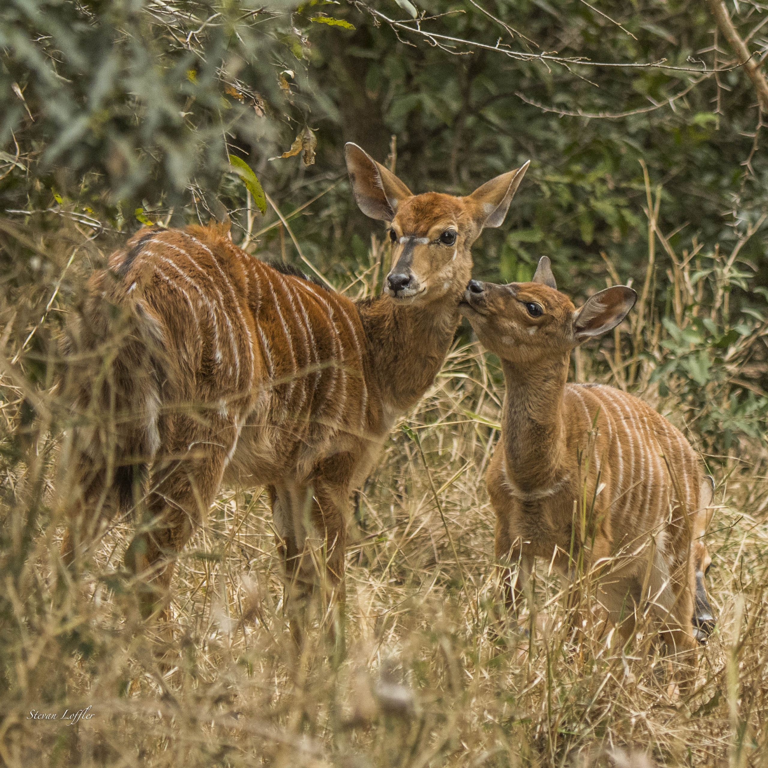 Parc Nyala-Silwan-Safari Nyala Bushbuck dans Sylvan Wildlife Park