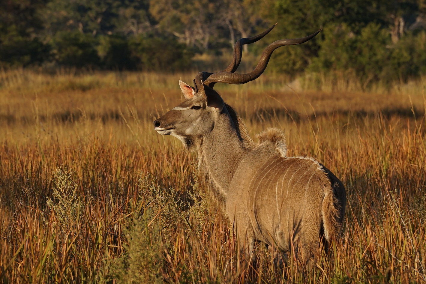 Kudu-en-hierba-larga Kudu dans les herbes longues