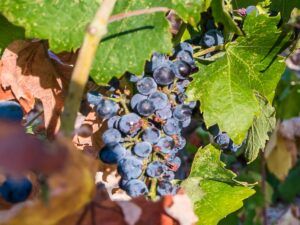 Conozca Plavac Mali, la uva favorita de Croacia