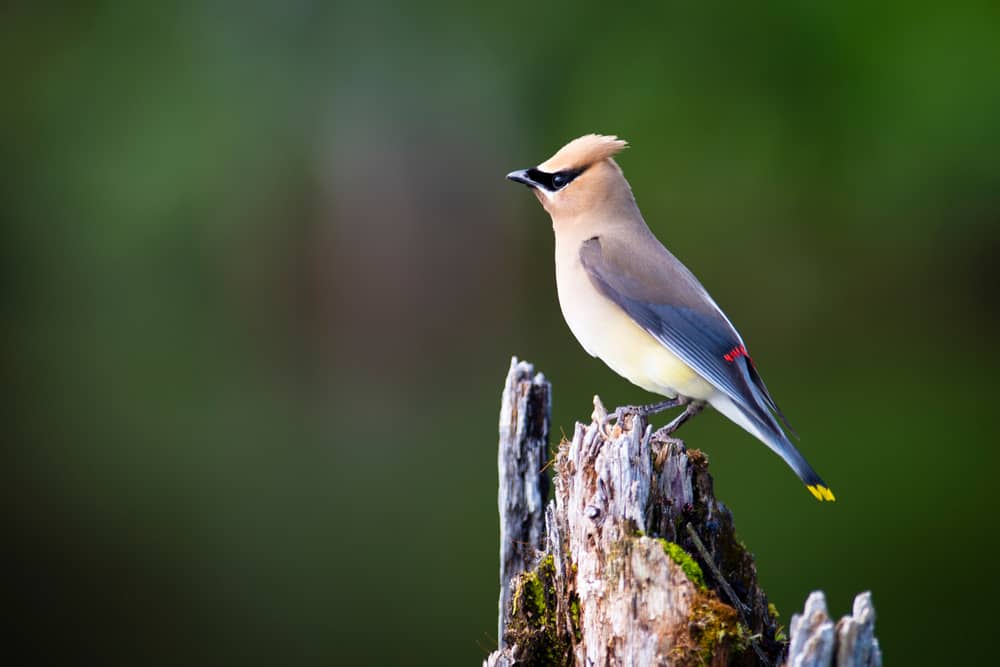 Cèdre Waxwing