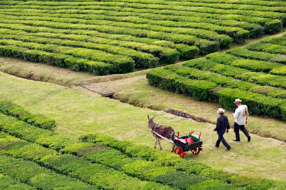 Deux travailleurs et un âne dans Formoso Porto Tea Gardens. Sao Miguel, îles Açores