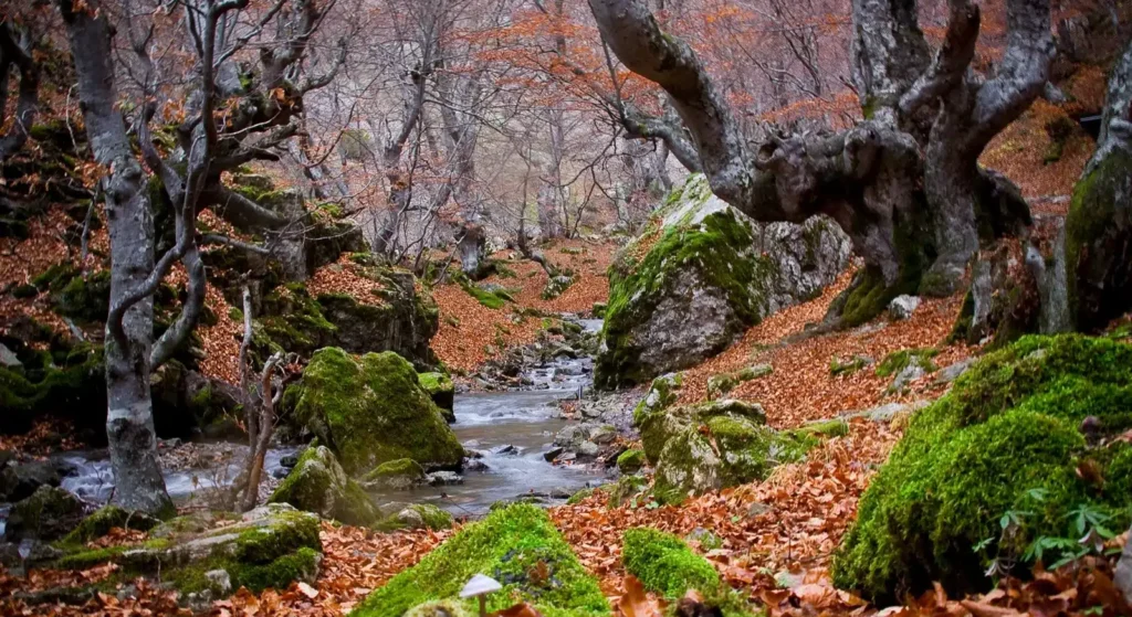 Hayedos de León Route
