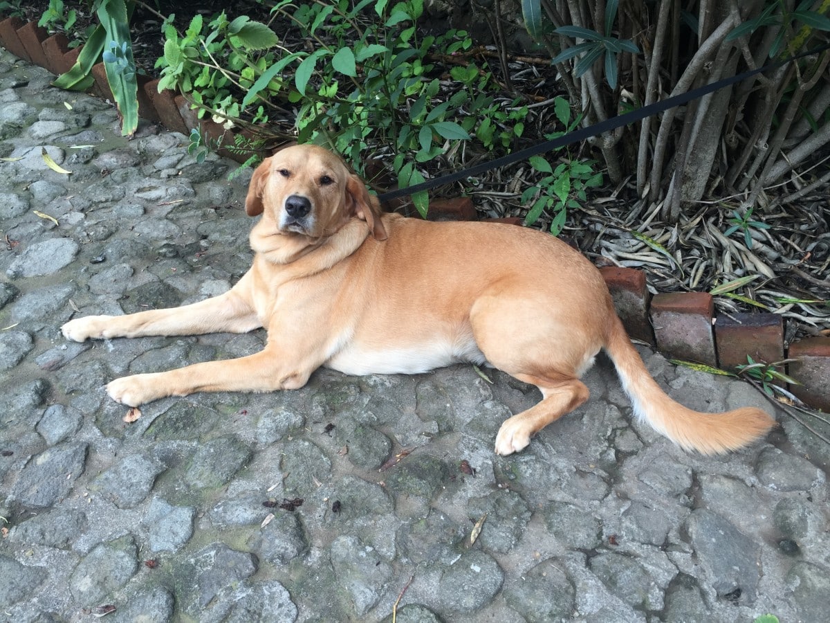 Votre chien peut vous aider à rencontrer vos voisins