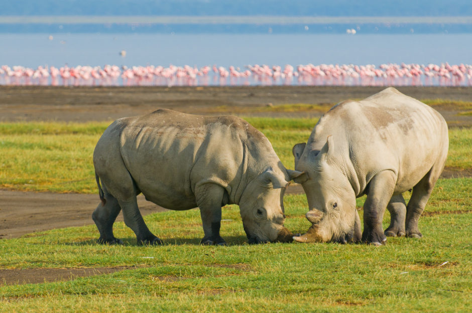Rhino dégustant une délicieuse collation dans le parc national du lac Nakuru