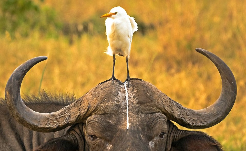Buffle avec un oiseau sur la tête dans le parc national de Meru
