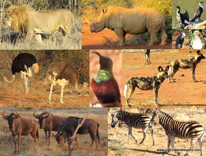 Sanctuaire de faune de Madikwe