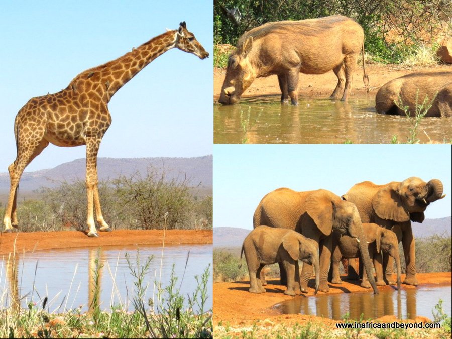 Cabane Safari Molory