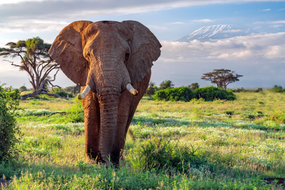 Image classique d'un éléphant d'Afrique marchant à l'ombre du mont Kilimandjaro dans le parc national Amboseli