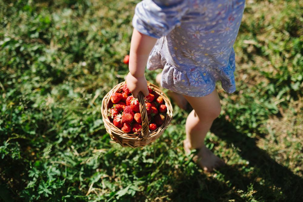 cueillir des fraises