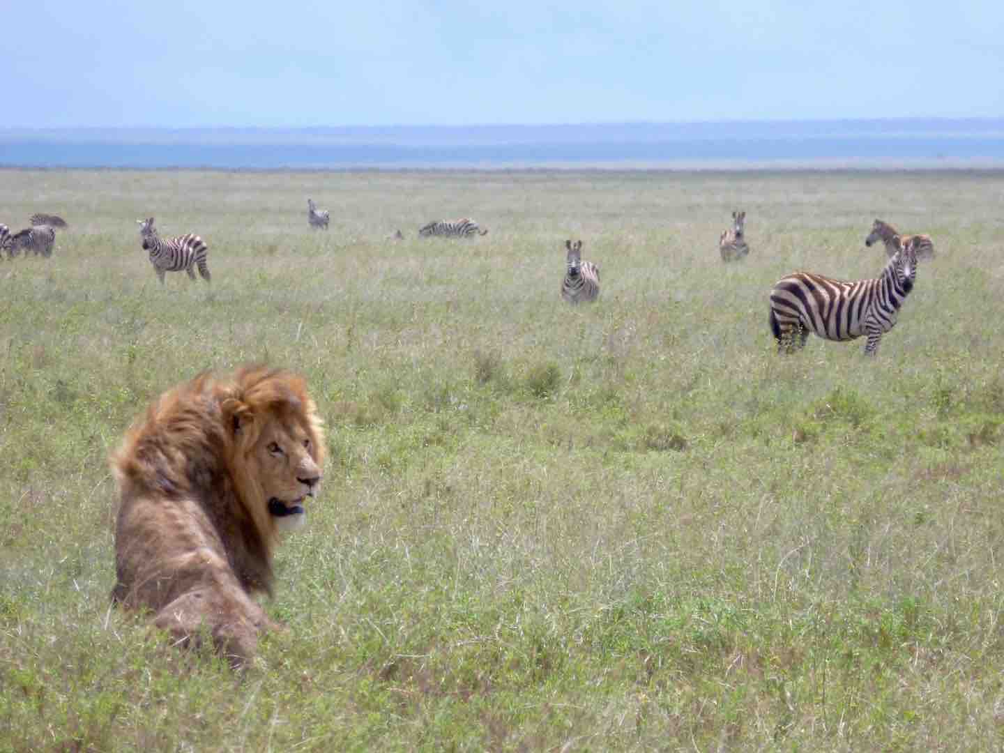 6 Jours - Tanzanie - Camping - Safari
