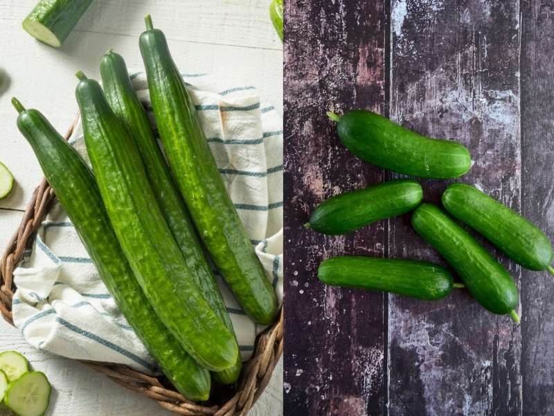 Concombres : courts et longs